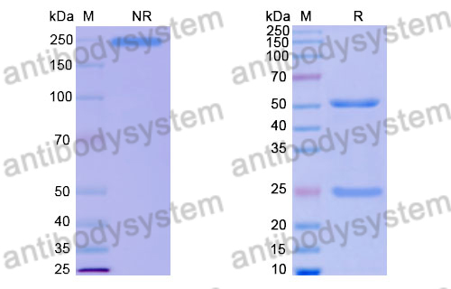 Human IgG4 (S228P), Lambda Isotype Control Antibody (HyHEL-10)