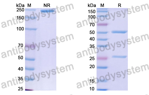 Human IgG4 (S228P/F234A/L235A), kappa Isotype Control Antibody (HyHEL-10)