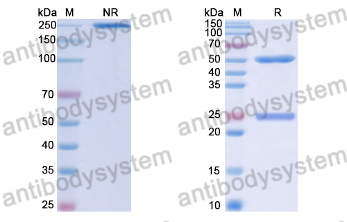 Human IgG4 (S228P/F234A/L235A), Lambda Isotype Control Antibody (HyHEL-10)