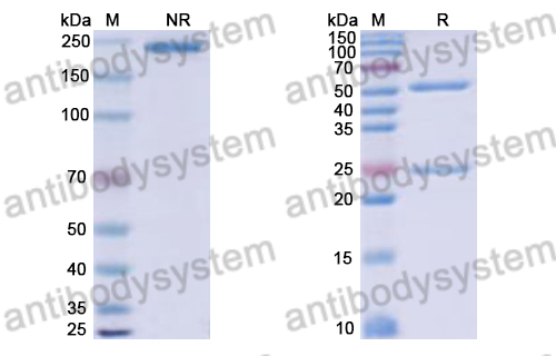 Human IgG4, kappa Isotype Control Antibody (HyHEL-10)