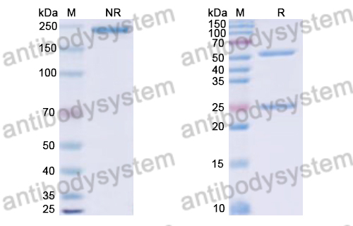 Human IgG4 (S228P/D265A/L309V/R409K), kappa Isotype Control Antibody (HyHEL-10)