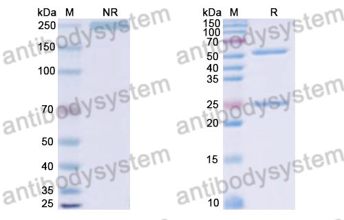 Human IgG4 (S228P/F234A/L235A/R409K), kappa Isotype Control Antibody (HyHEL-10)