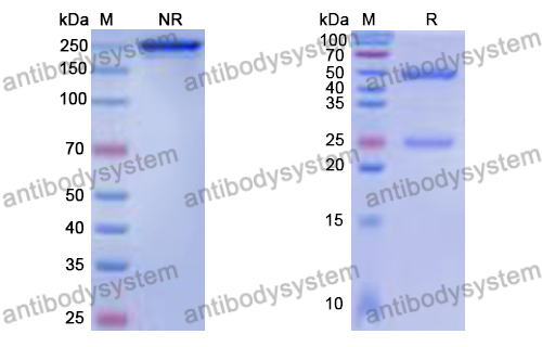 Human IgG4 (S228P/L235E/D265A/R409K), kappa Isotype Control Antibody (HyHEL-10)