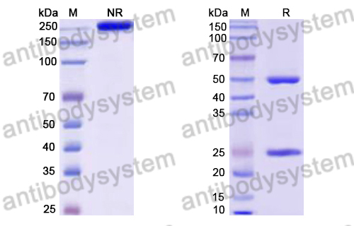 Human IgG4 (S228P/L235E/P329G), kappa Isotype Control Antibody (HyHEL-10)