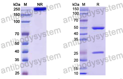 Human IgG4 (S228P/L235E/R409K), kappa Isotype Control Antibody (HyHEL-10)