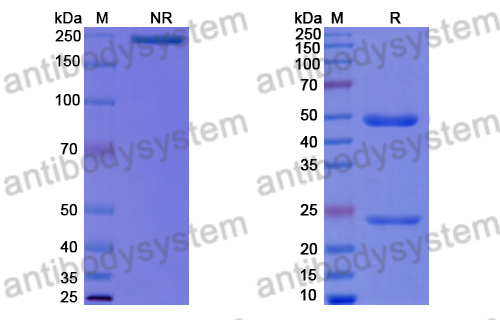 Human IgG4, lambda Isotype Control Antibody (HyHEL-10)