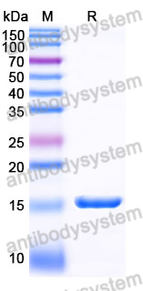 Anti-Human IgM Nanobody (SAA1253)