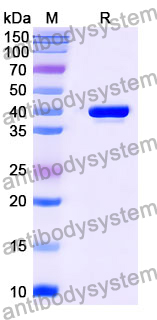 Anti-Human IgM Antibody (SAA0809)