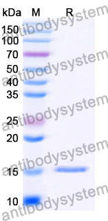 Anti-Human CD370/CLEC9A Nanobody (SAA1331)