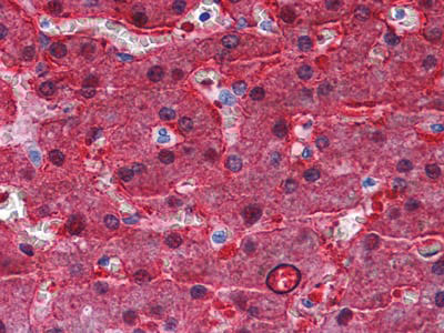 Anti-BHMT Antibody (R3Y25)