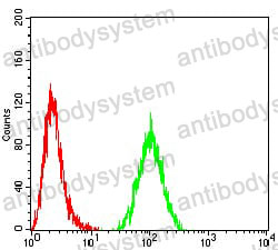 Anti-ACSS1 Antibody (R3Y27)