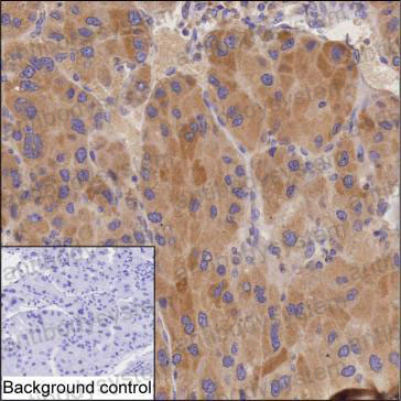 Anti-FETUB Antibody (R3Y34)