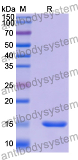 Anti-Human DLL3 Nanobody (SAA2046)