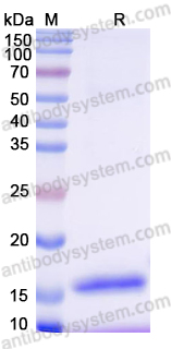 Anti-Human CD8 Nanobody (SAA2076)