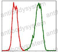 Anti-PBK Antibody (R3Y54)