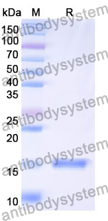 Anti-Human VSIG4/CRIg Nanobody (SAA1085)