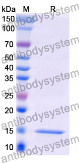 Anti-Human VSIG4/CRIg Nanobody (NbV4m119)