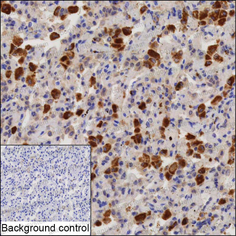 Anti-VSIG4/CRIg Antibody (R3Y71)