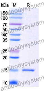 Anti-Human SLC5A8 Nanobody (SAA0962)