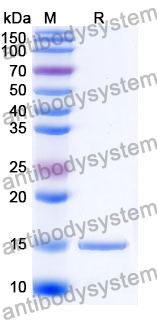 Anti-Human GPHN/Gephyrin Nanobody (SAA1333)