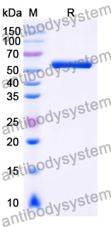 scFv hIgG1 Fc(C220A/L234A/L235A) Isotype Control Antibody (HyHEL-10)