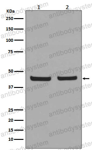 Anti-EGLN2/EIT6/PHD1 Antibody (R1A33)