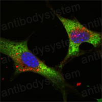 Anti-LIN28A Antibody (R3Y77)