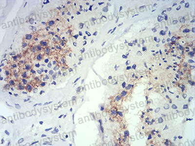 Anti-ATG14 Antibody (R3Y88)