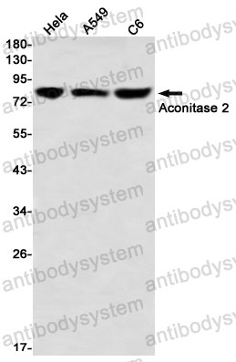 Western blot for Anti-ACO2 Antibody (R2M08) ?>