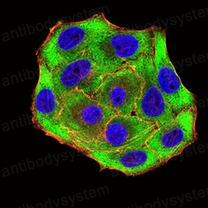 Anti-UFD1 Antibody (R3Z01)