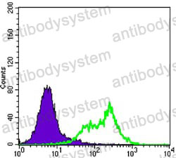 Anti-RICTOR Antibody (R3Z03)