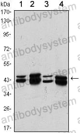 Anti-PRMT6 Antibody (R3Z05)
