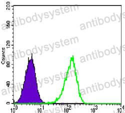 Anti-CARM1 Antibody (R3Z08)