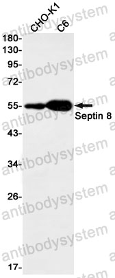 Anti-SEPTIN8 Antibody (R2M36)