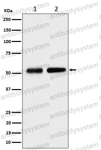 Anti-SEPTIN8 Antibody (R2M35)