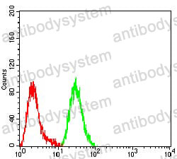 Anti-SATB2 Antibody (R3Z10)