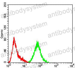 Anti-SATB2 Antibody (R3Z09)