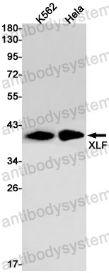 Anti-NHEJ1 Antibody (R2M42)