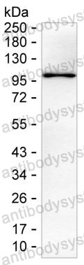 Anti-MAGED1 Antibody (R3Z12)