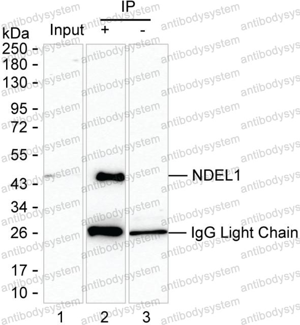 Anti-NDEL1 Antibody (R3Z13)