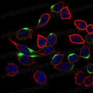 Anti-NRCAM Antibody (R3Z15)