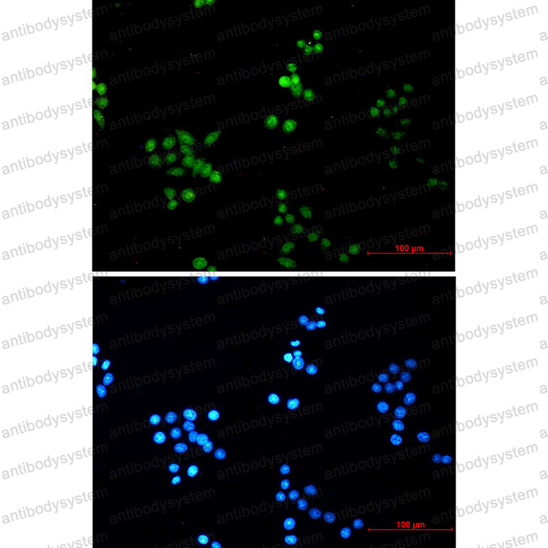 Anti-COPS8 Antibody (R2M53)