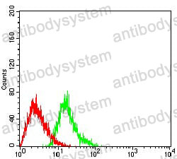 Anti-EHMT2 Antibody (R3Z17)