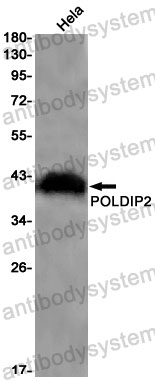 Anti-POLDIP2 Antibody (R2M54)