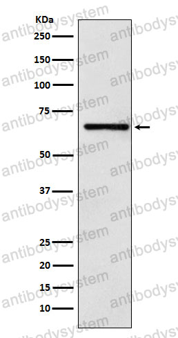 Anti-RCOR1 Antibody (R2M55)