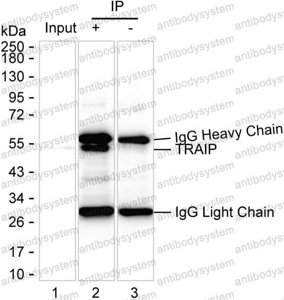 Anti-TRAIP Antibody (R3Z19)