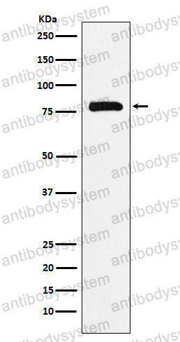Anti-PAF1 Antibody (R2M62)