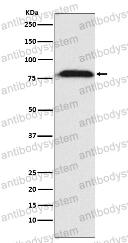 Anti-MAD1L1 Antibody (R2M64)