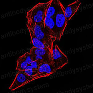 Anti-DDX20 Antibody (R3Z27)