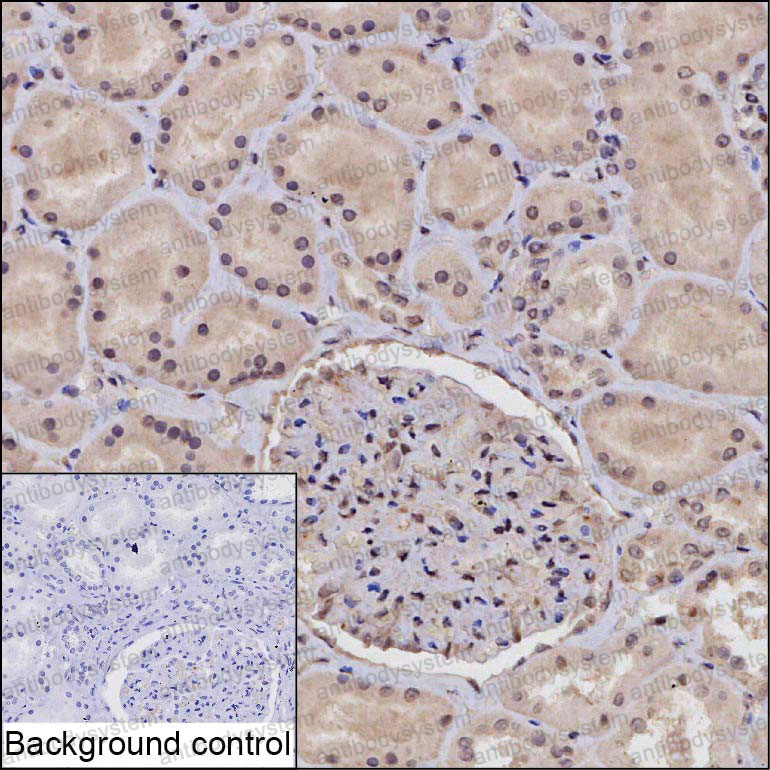 Anti-RBPMS Antibody (R3Z33)